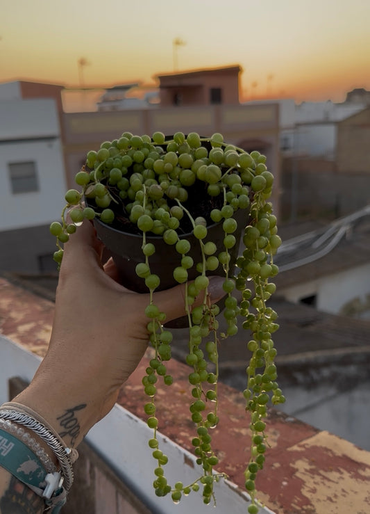 Senecio Rowleyanus (Rosario)