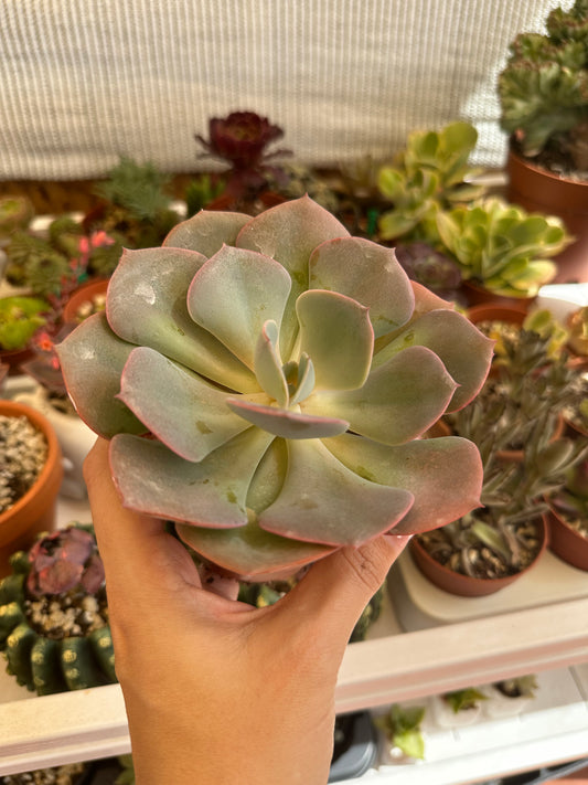 Echeveria Dusty Rose
