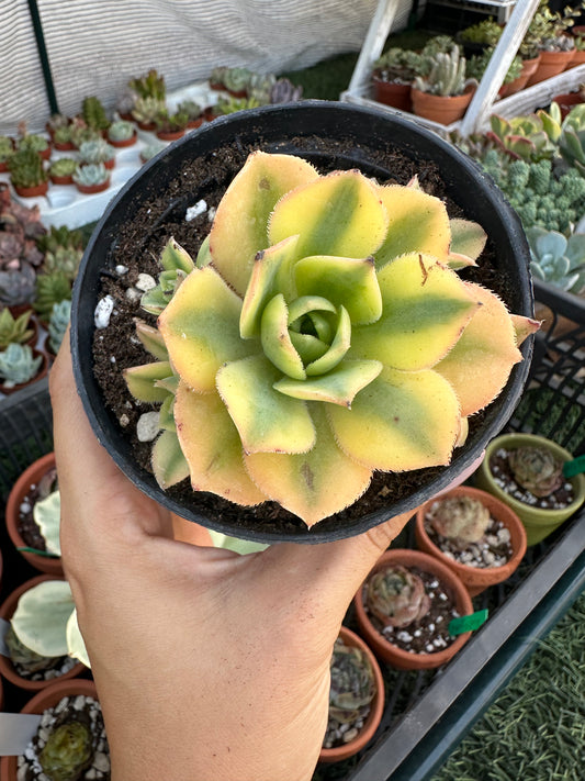 Aeonium Florence