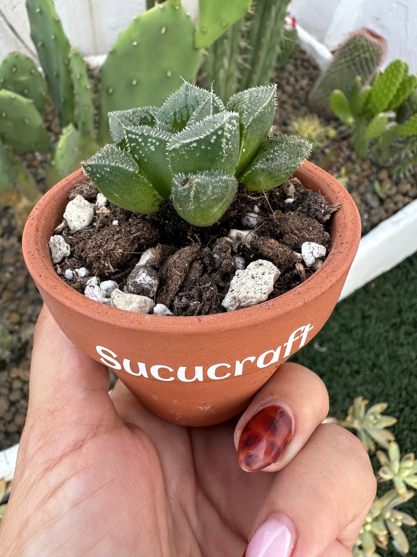 Haworthia
