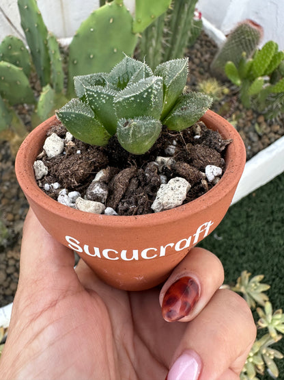 Haworthia