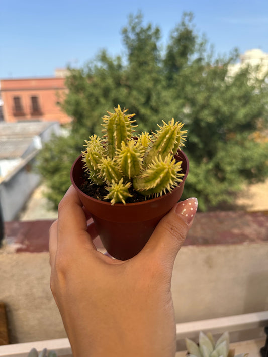 Euphorbia aggregata variegata
