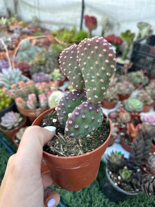 Opuntia Azurea