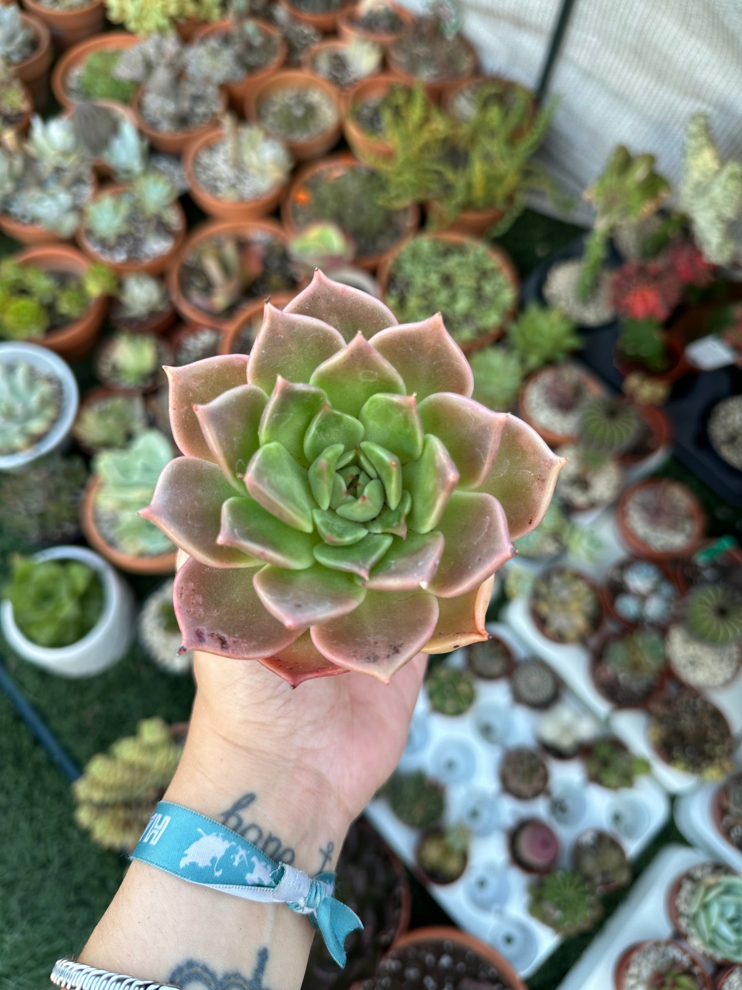 Echeveria Penélope