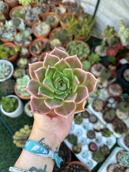 Echeveria Penélope