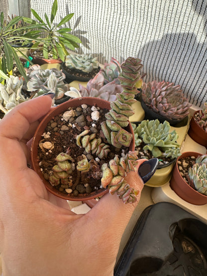 Crassula Marnieriana