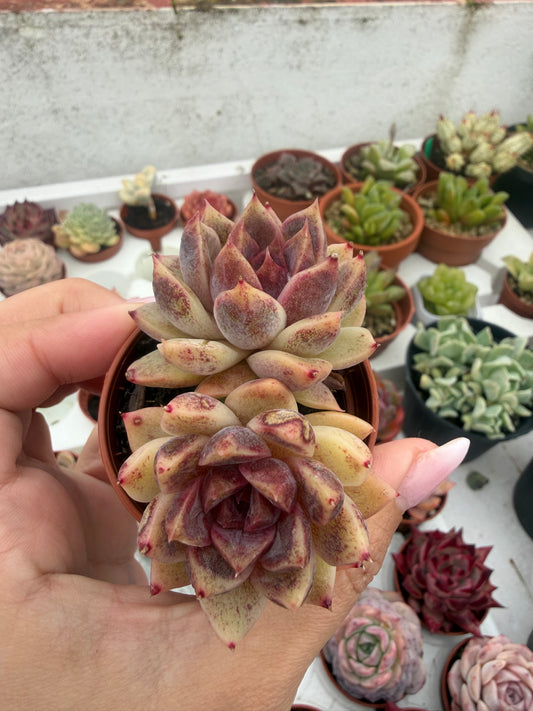 Echeveria Coreana
