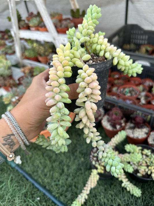 Sedum burrito