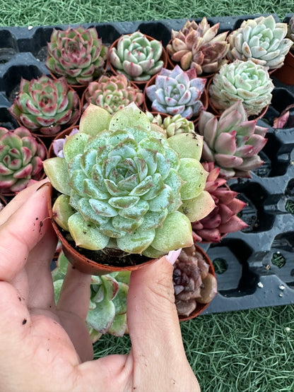 Echeveria Coreana