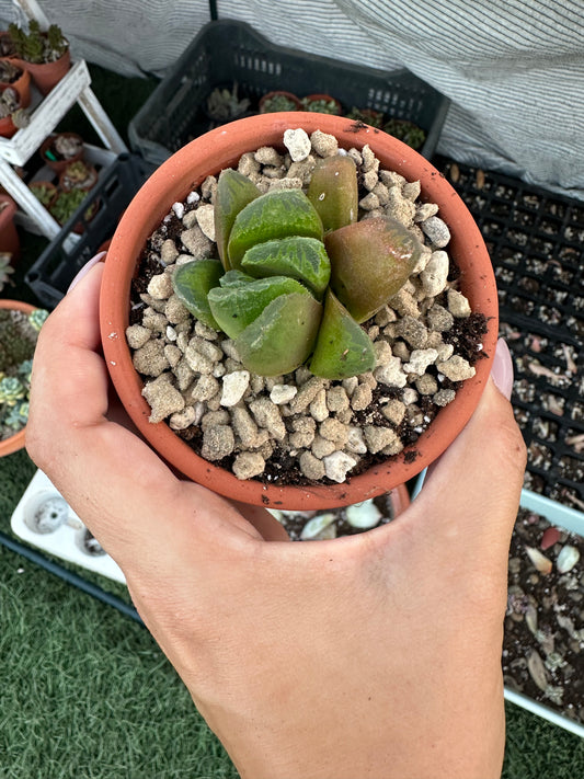 Haworthia Truncata cluster