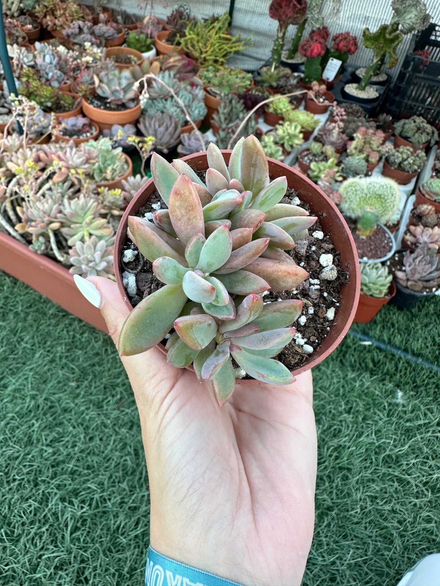 Echeveria Rezy