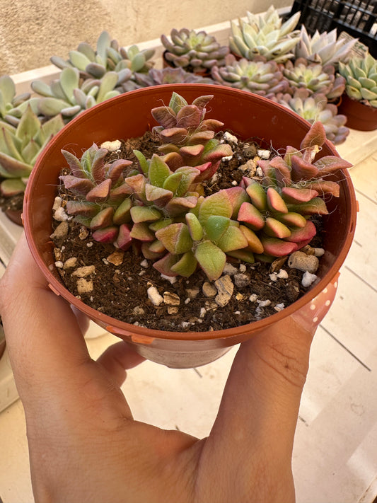 Anacampseros Telephiastrum