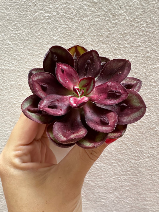 Echeveria Maruba Benitsukasa