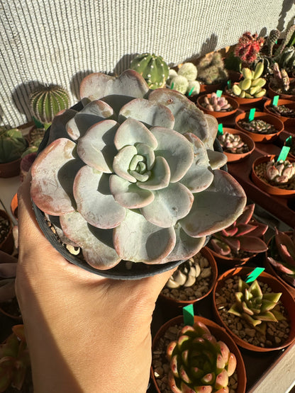 Echeveria Orpet
