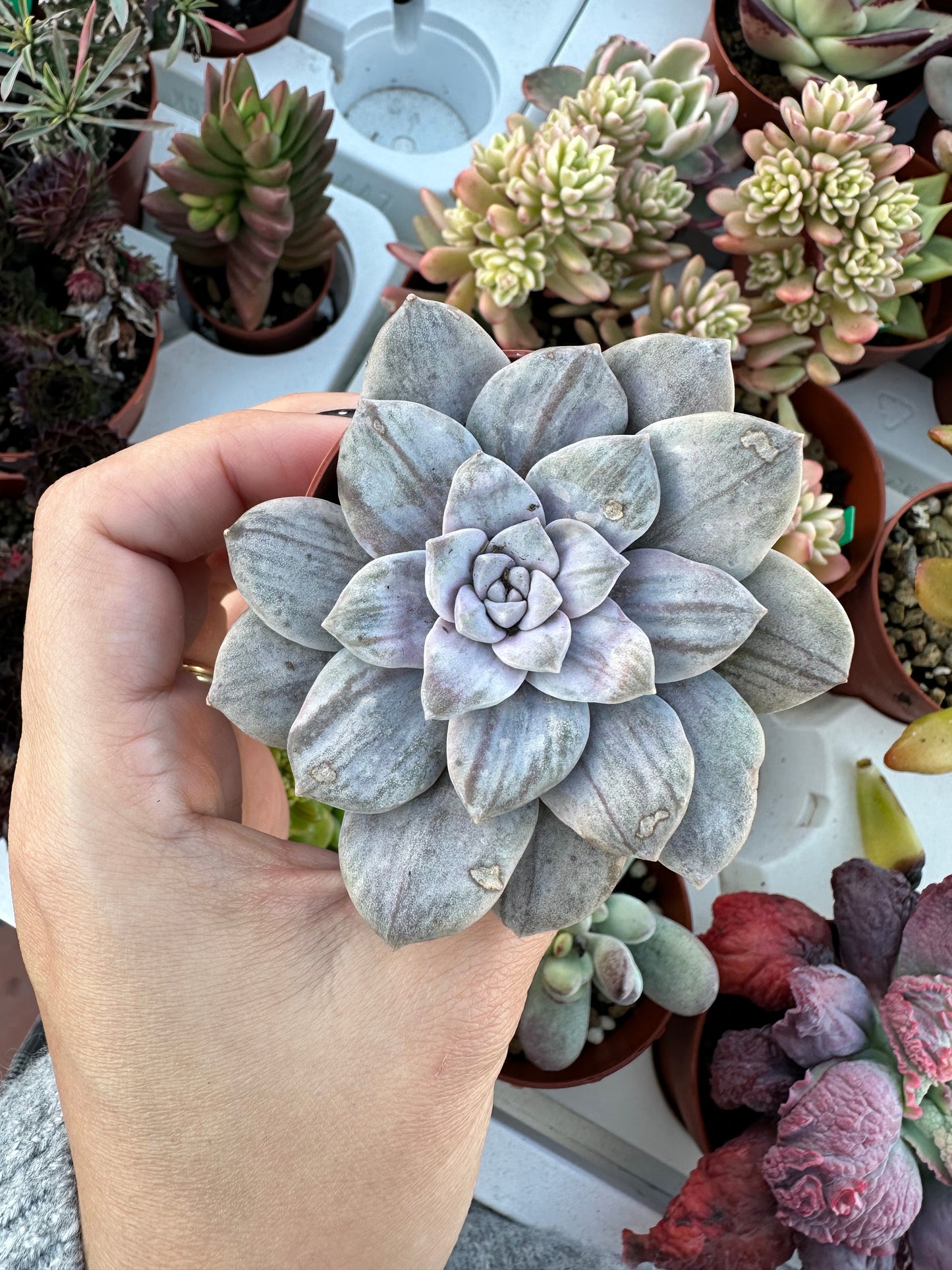 Graptopetalum Silverbum