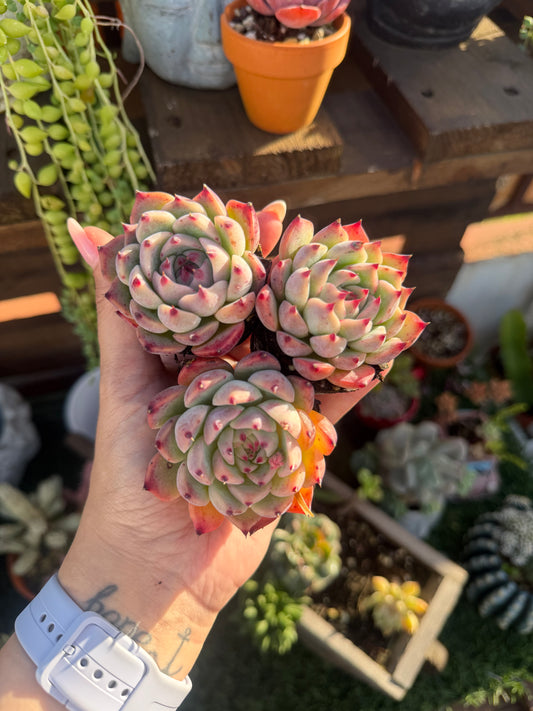 Echeveria Chihuahuaensis