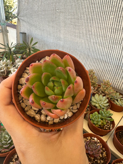 Echeveria Agavoides Gilva