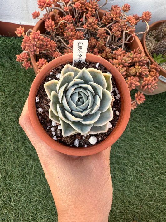 Echeveria Blue Surprise Variegata