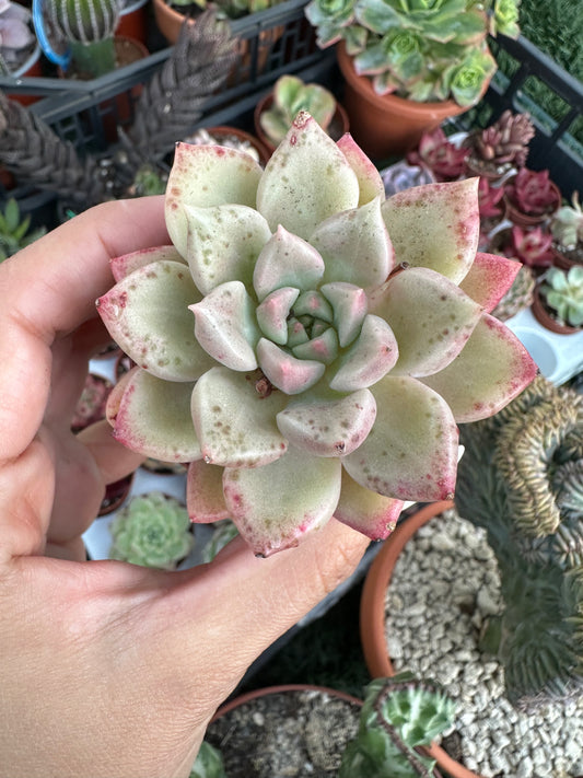Echeveria Arje