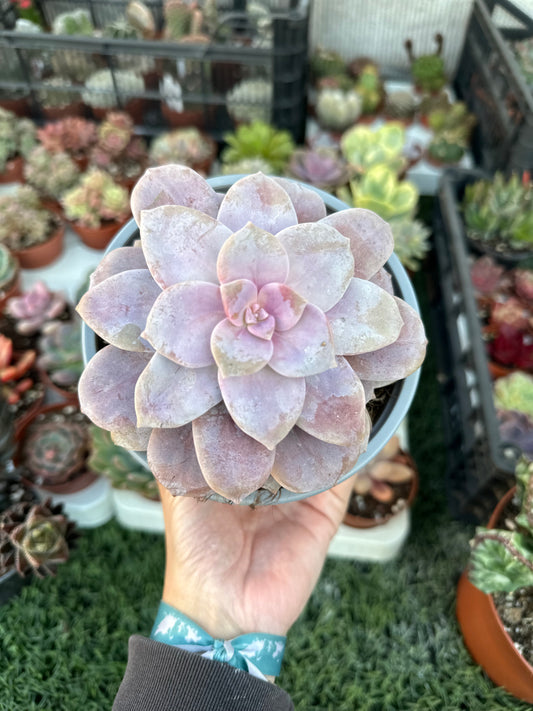 Graptopetalum Superbum
