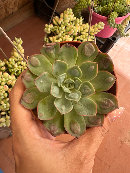 Echeveria Raindrops