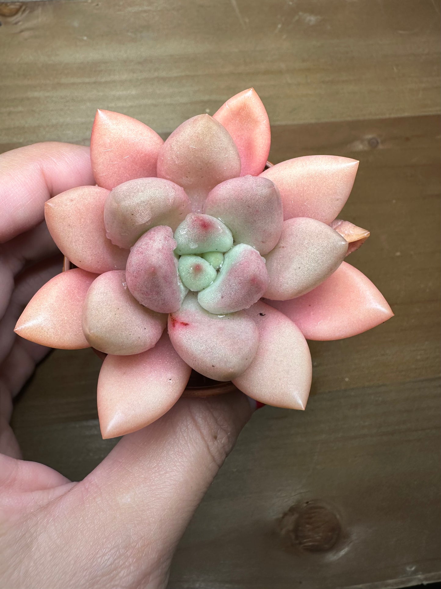Graptoveria Pink Donna