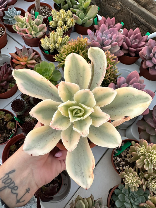 Echeveria Moon River Variegada