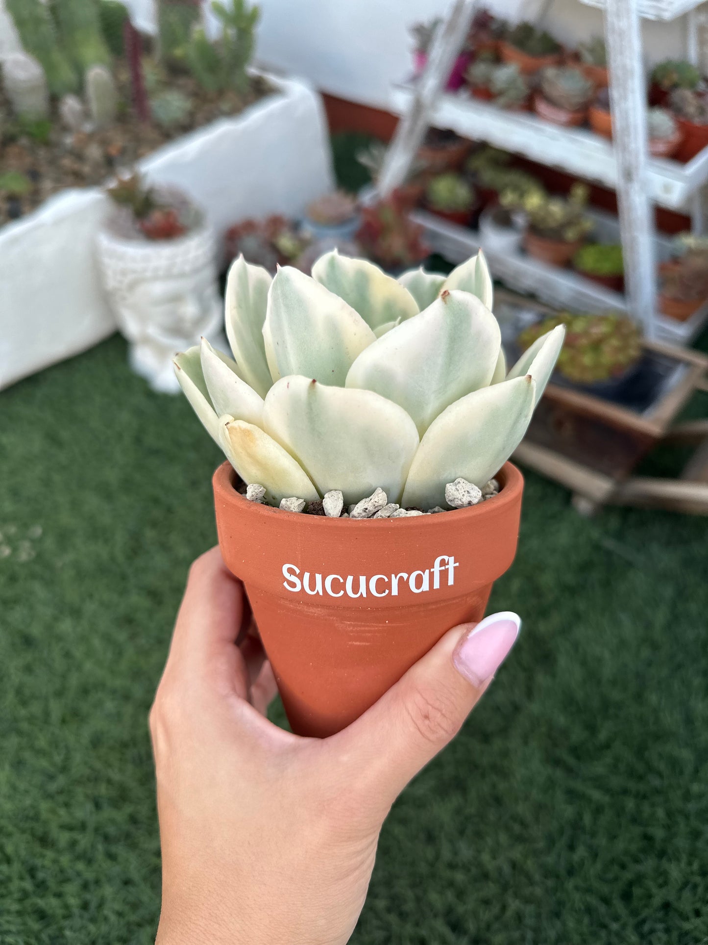 Echeveria Moon River Variegada