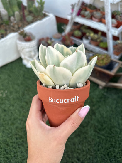 Echeveria Moon River Variegada