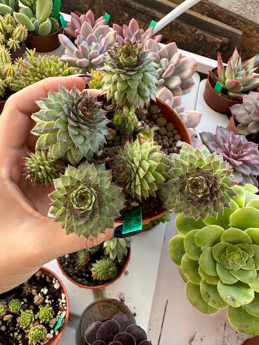 Sempervivum Riga Dark Purple