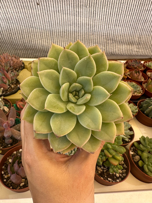 Echeveria