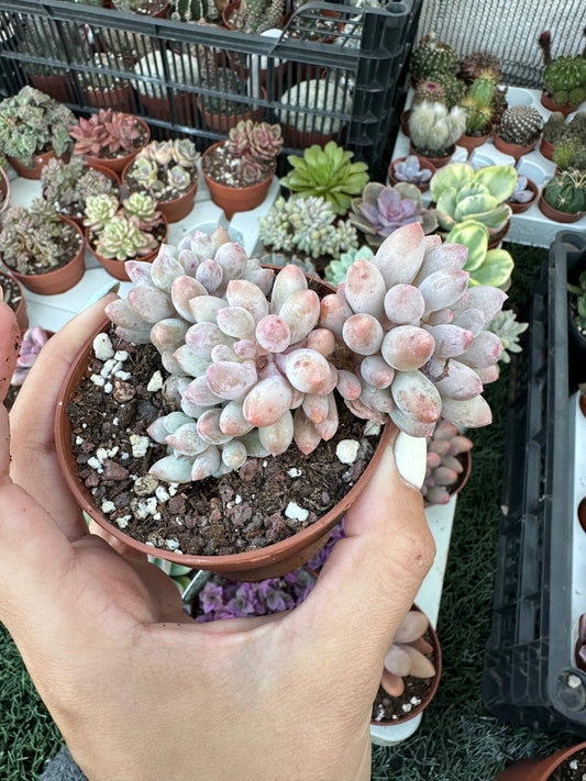 Pachyphytum Rzedowskii