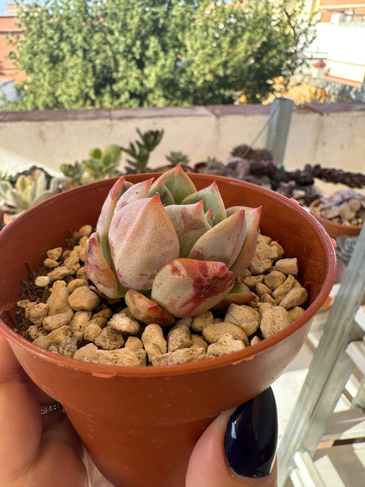 Echeveria Agavoides Salmón