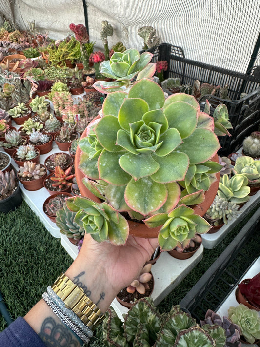 Aeonium Starbust