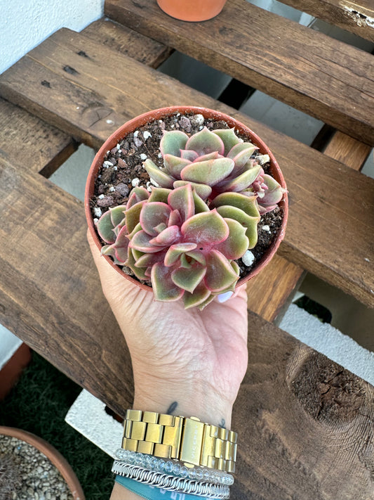 Echeveria Zestar