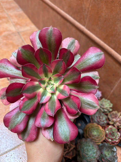 Aeonium Pink Witch