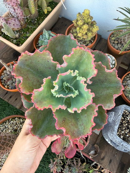 Echeveria First Lady