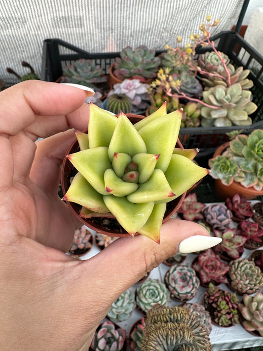 Echeveria Agavoides “Lipstick”