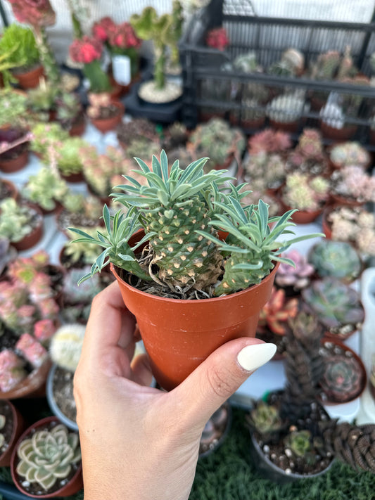 Euphorbia “Sotetsu Kiri “