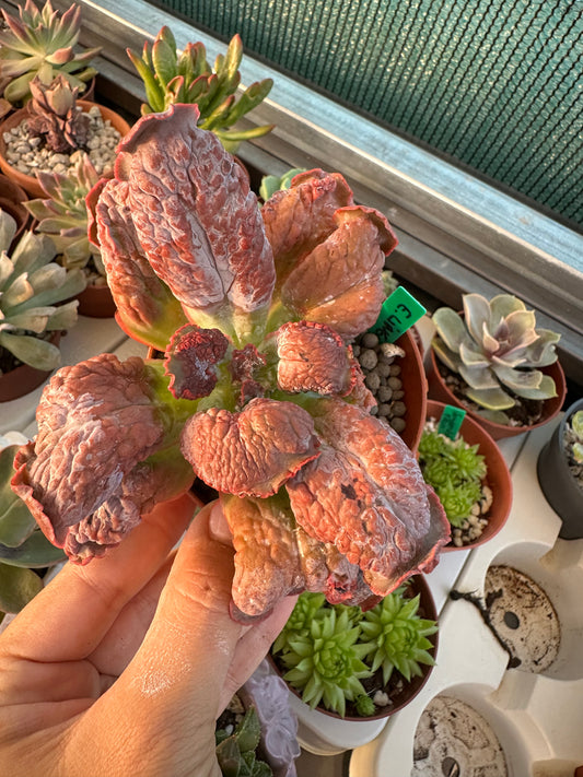 Echeveria Linguas