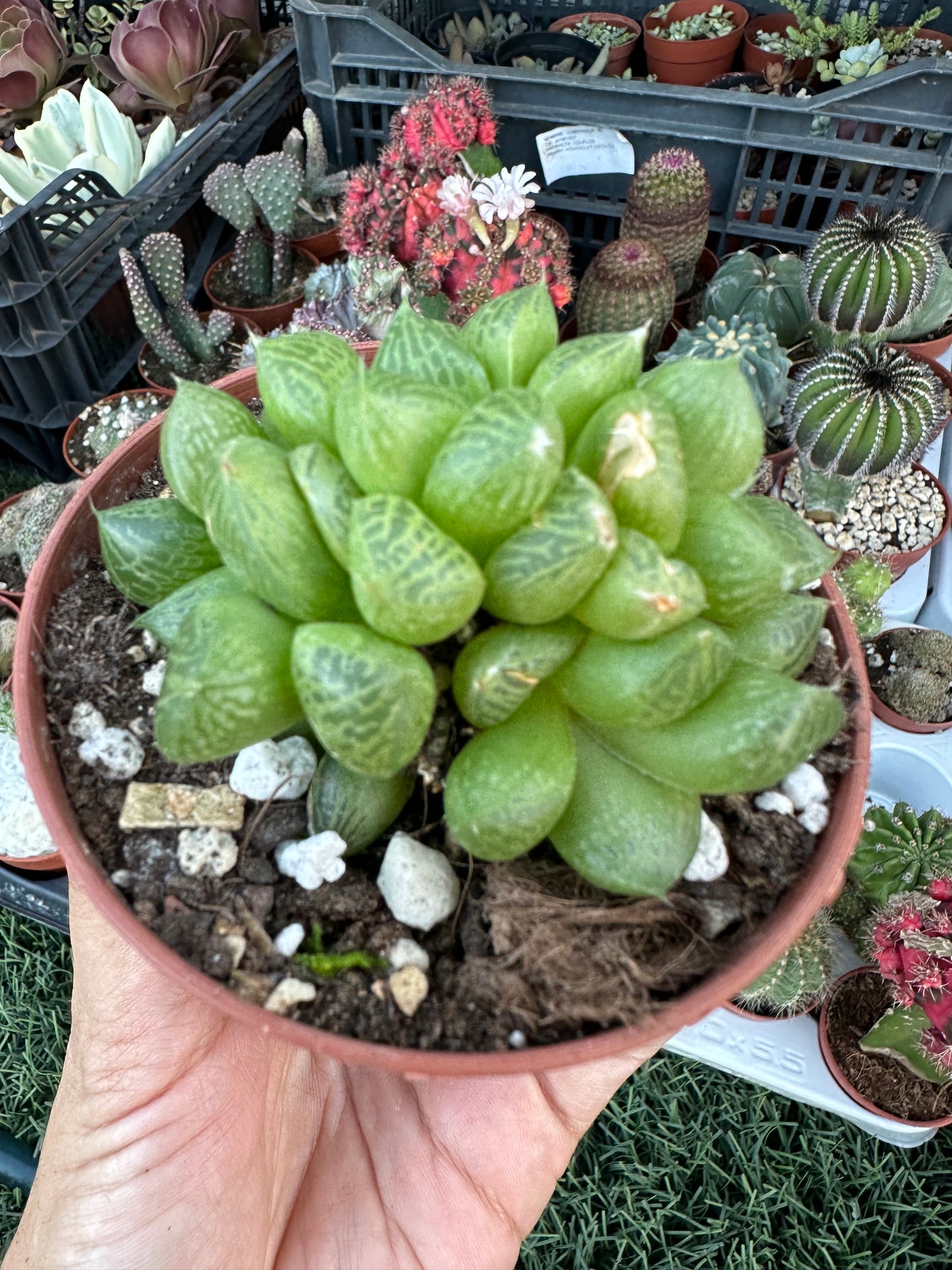 Haworthia