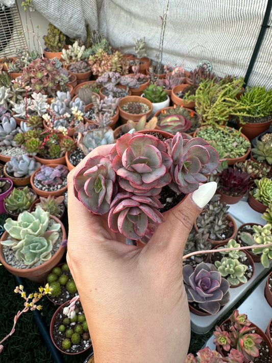Echeveria Suyon