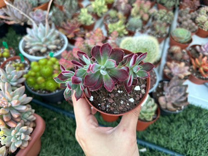 Echeveria Pulvinata ‘Devotion’
