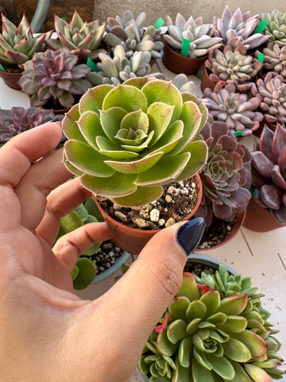 Aeonium Arboreum Green