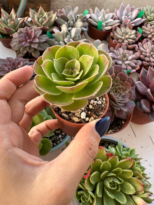 Aeonium Arboreum Green
