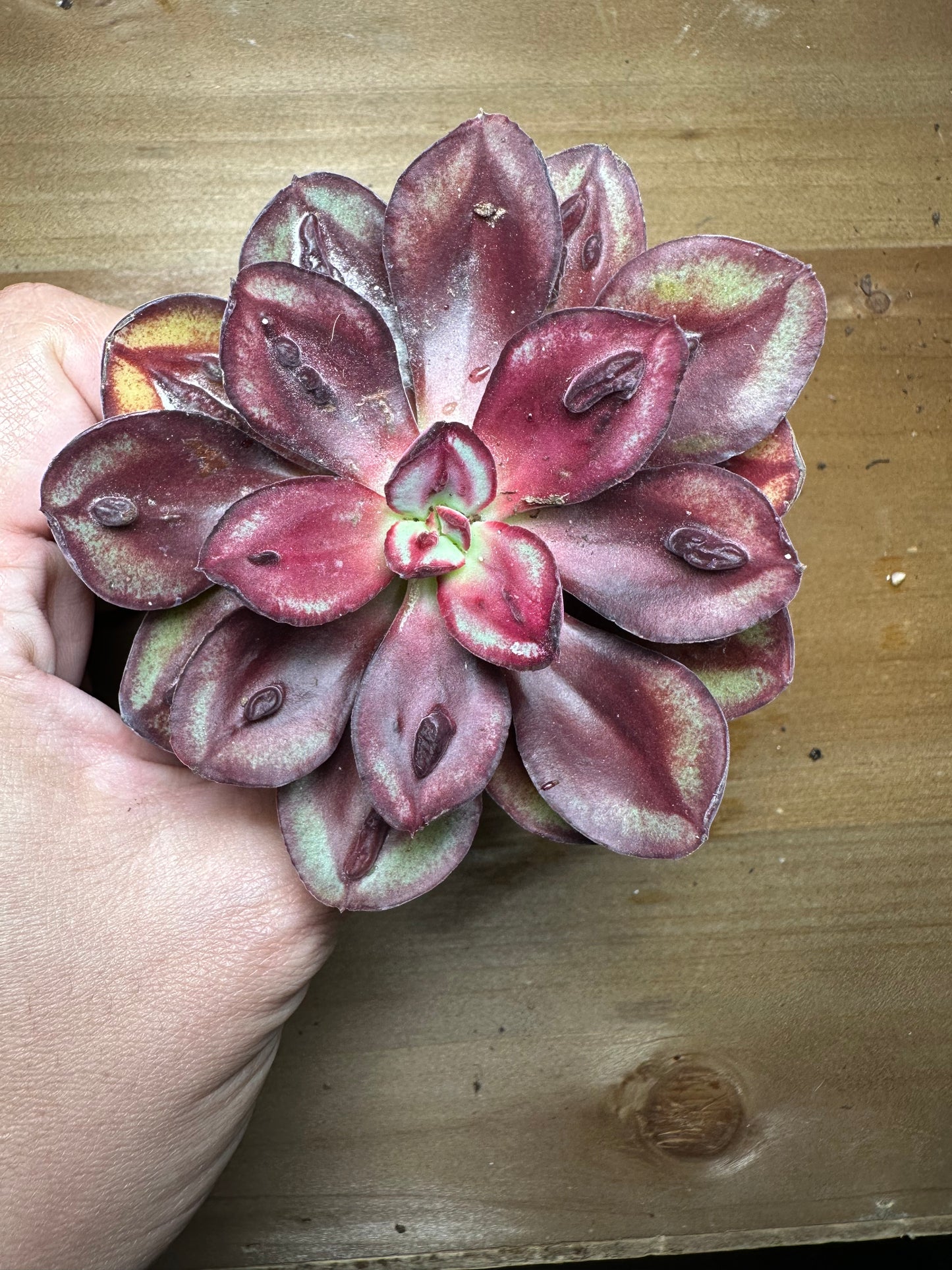 Echeveria Maruba Benitsukasa