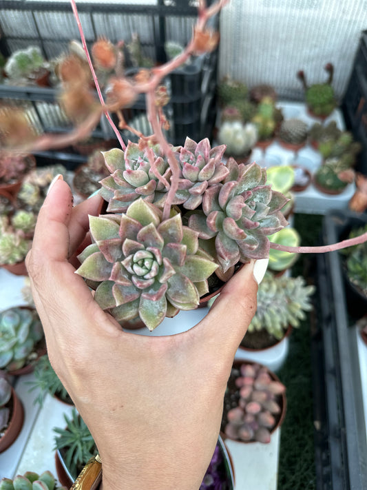 Graptoveria Melody