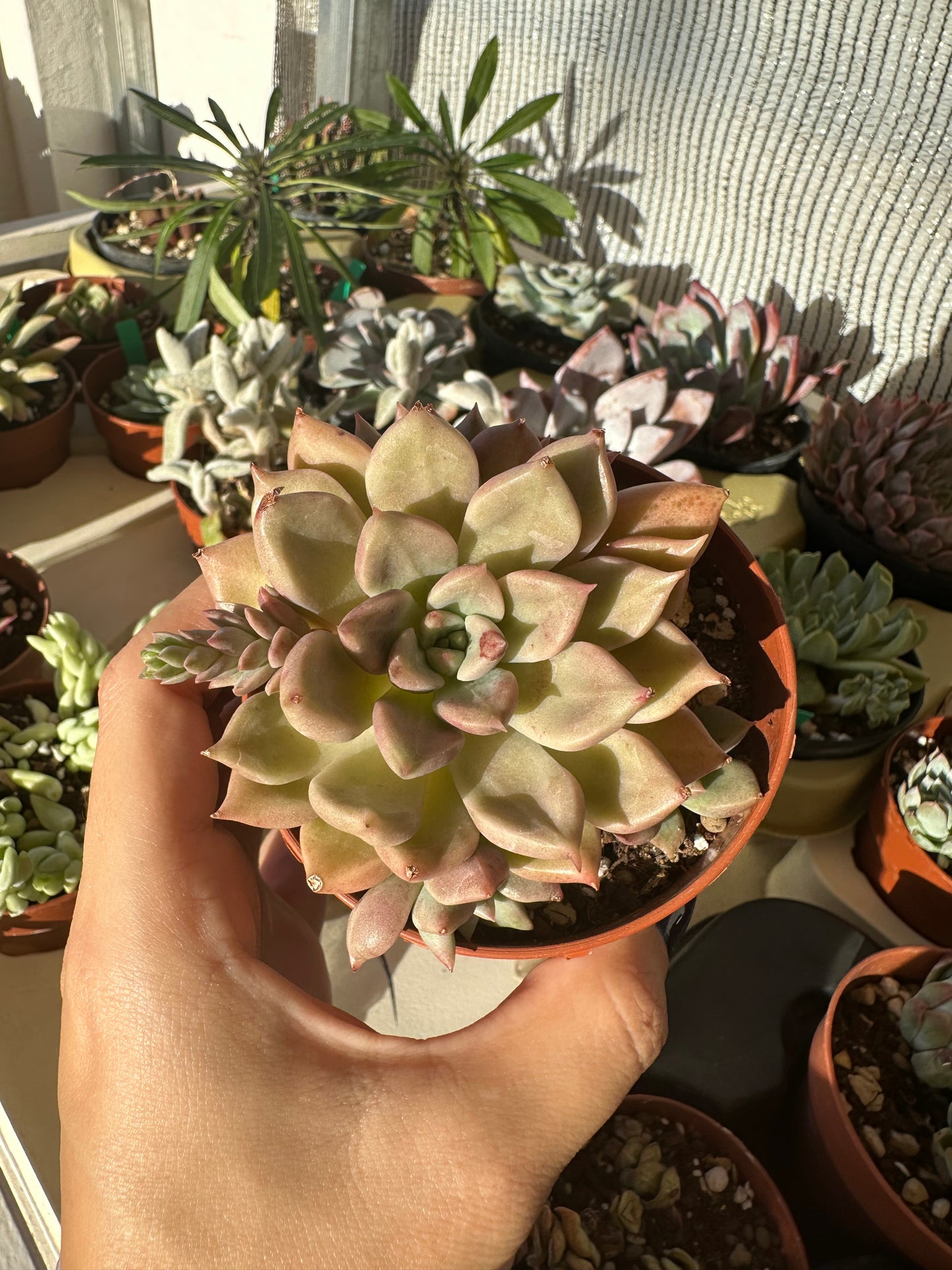 Echeveria Arje