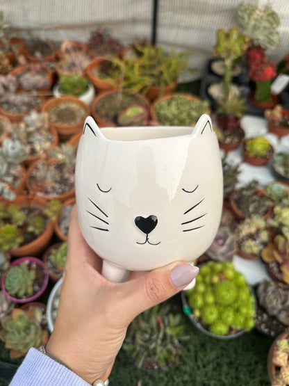 Maceta gatito