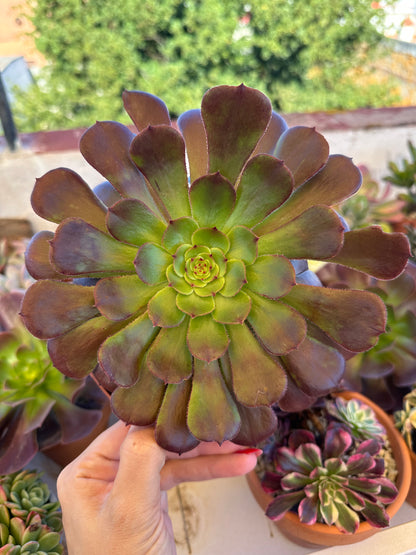 Aeonium